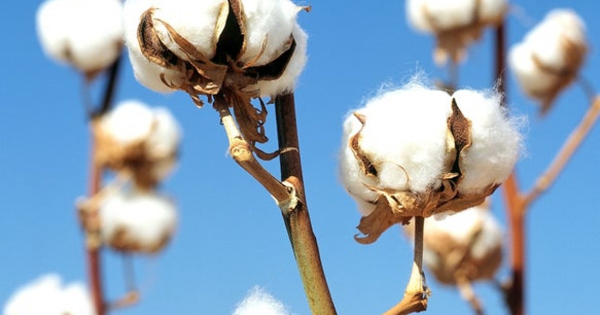 Poly(Lactic Acid)Thermoplastic StarchCotton Composites Starch