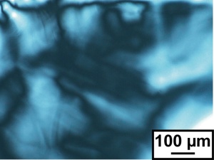 Thermotropic Colloidal Liquid-Crystalline Hydroxyapatite Nanorod Hybrids Containing a Forklike Mesogen