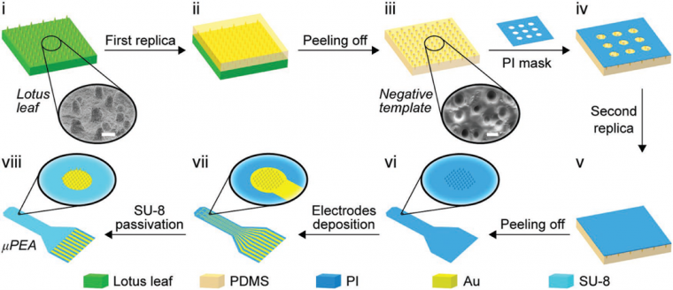 Figure 1: i) A flat lotus leaf, inset shows SEM image; (ii) PDMS was poured on...