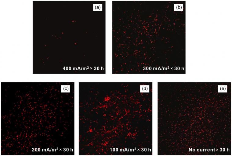 Figure 1: Fluorescent images of sulfate‐reducing bacteria cells attached to...