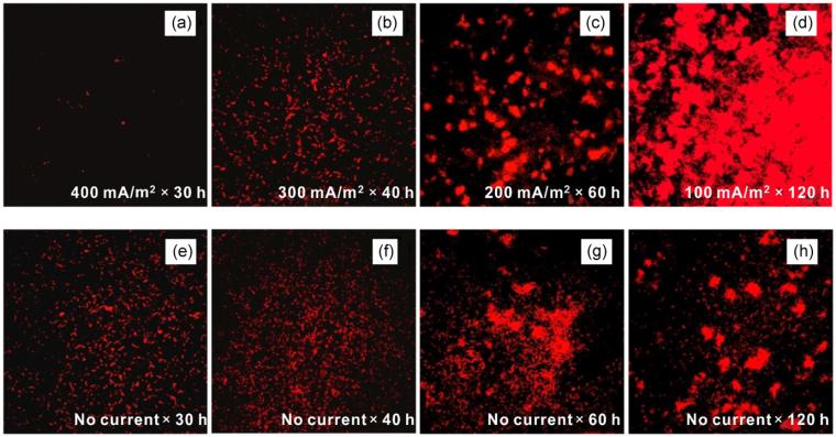 Figure 2: Fluorescent images of sulfate‐reducing bacteria cells attached to...