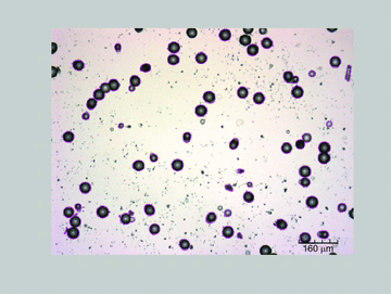 Figure 1: Image showing segmentation of tracks (shown in purple) on an image...