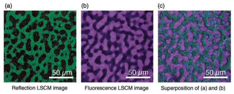 Figure 2: LSCM images of poly(styrene-ran-butadiene) and polybutadiene films,...