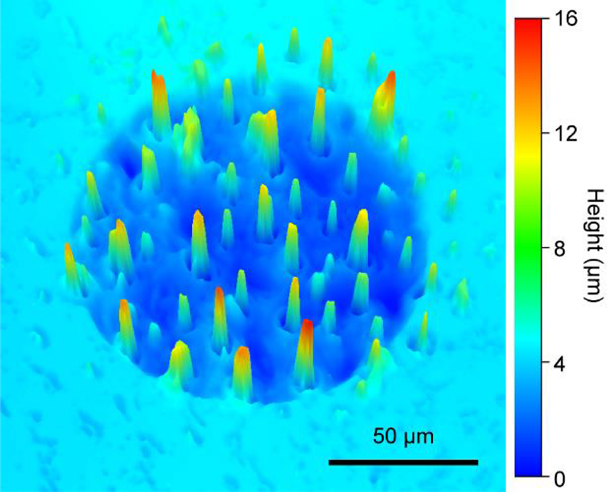 Figure 1: 3D confocal image of spatially patterned micropillars on PI substrate.