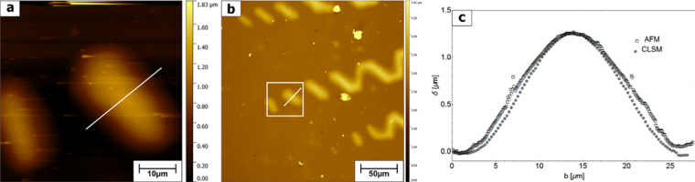 Figure 3: (a) AFM height image of the gold film with two spontaneous buckles....