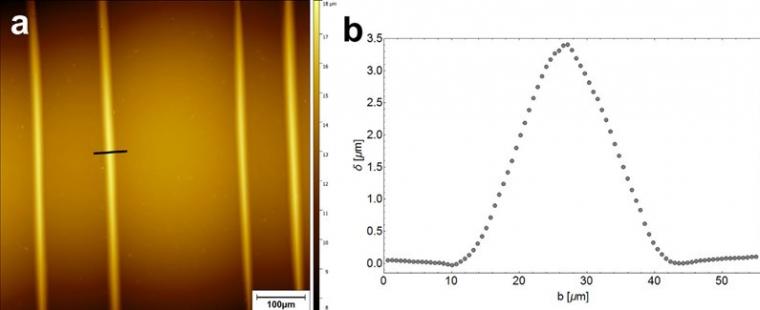Figure 4: (a) CLSM image of an area with the same buckles as in the AFM image....