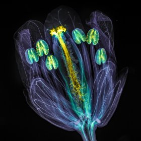 Arabidopsis thaliana flower with pollen tubes growing through the pistil